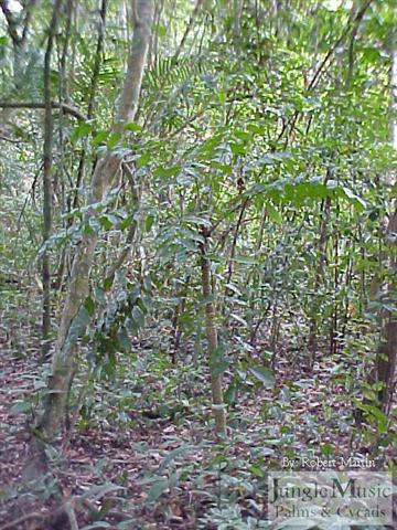 Zamia obliqua trunk